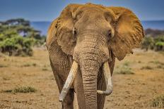 Elephant train, Amboseli National Park, Africa-John Wilson-Photographic Print