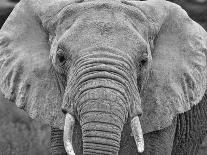 Elephant train, Amboseli National Park, Africa-John Wilson-Photographic Print