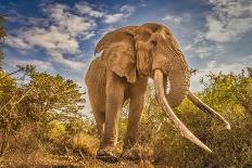 Elephant Mother and Calf, Amboseli National Park, Africa-John Wilson-Photographic Print