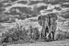 Elephant train, Amboseli National Park, Africa-John Wilson-Photographic Print