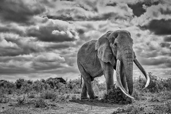 Premium Photographic Print, , large