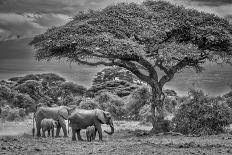 Amboseli elephant, Amboseli National Park, Africa-John Wilson-Photographic Print