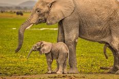 Red Elephant family, Tsavo West National Park, Africa-John Wilson-Photographic Print