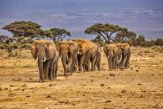 Craig the Elephant, largest Amboseli elephant, Amboseli National Park, Africa-John Wilson-Photographic Print