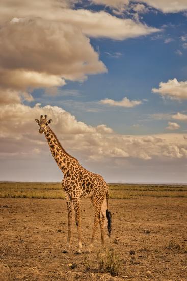 Premium Photographic Print, , large