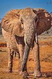 Craig the Elephant, largest Amboseli elephant, Amboseli National Park, Africa-John Wilson-Photographic Print