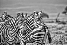 Red Elephant family, Tsavo West National Park, Africa-John Wilson-Photographic Print