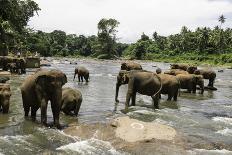 Elephants Bathing in the River at the Pinnewala Elephant Orphanage, Sri Lanka, Asia-John Woodworth-Photographic Print