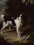 A Black and White Springer Spaniel with a Dead Partridge in a Landscape-John Wootton-Giclee Print