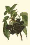 Black Cherries-John Wright-Art Print