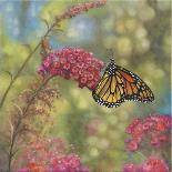 Monarch Butterfly-John Zaccheo-Giclee Print