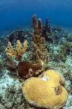 Coral Reef-johnanderson-Photographic Print