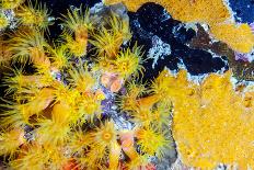 Coral Reef-johnanderson-Photographic Print