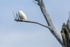 Snowy Owl (Bubo Scandiacus)-johnanderson-Photographic Print