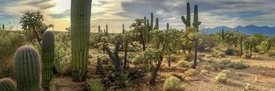 Panorama Desert Cactus - Saguaros and Cholla Cactus with a Mountain Background of a Hazy Cloudy Sky-Johnny Coate-Framed Photographic Print