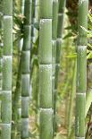 Bamboo (Phyllostachys Sp.)-Johnny Greig-Framed Photographic Print