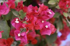 Bougainvillea Flowers-Johnny Greig-Photographic Print