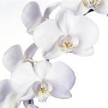 Orchid Flowers-Johnny Greig-Premium Photographic Print