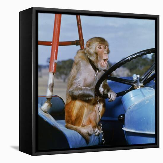 Johnny Rhesus Driving Tractor-null-Framed Stretched Canvas