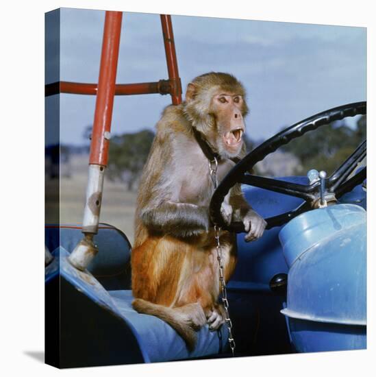 Johnny Rhesus Driving Tractor-null-Stretched Canvas