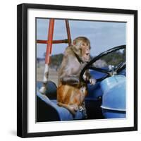 Johnny Rhesus Driving Tractor-null-Framed Photographic Print