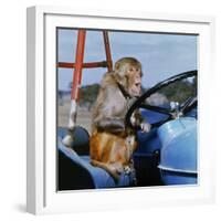 Johnny Rhesus Driving Tractor-null-Framed Photographic Print