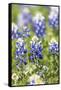 Johnson City, Texas, USA. Bluebonnet wildflowers in the Texas Hill Country.-Emily Wilson-Framed Stretched Canvas