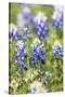 Johnson City, Texas, USA. Bluebonnet wildflowers in the Texas Hill Country.-Emily Wilson-Stretched Canvas