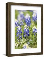 Johnson City, Texas, USA. Bluebonnet wildflowers in the Texas Hill Country.-Emily Wilson-Framed Photographic Print