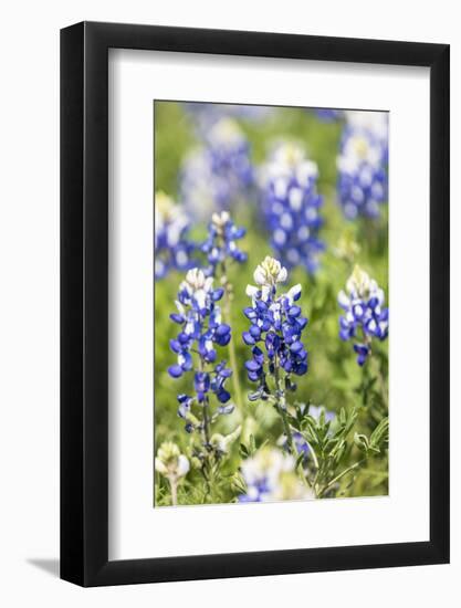 Johnson City, Texas, USA. Bluebonnet wildflowers in the Texas Hill Country.-Emily Wilson-Framed Photographic Print