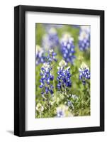 Johnson City, Texas, USA. Bluebonnet wildflowers in the Texas Hill Country.-Emily Wilson-Framed Photographic Print