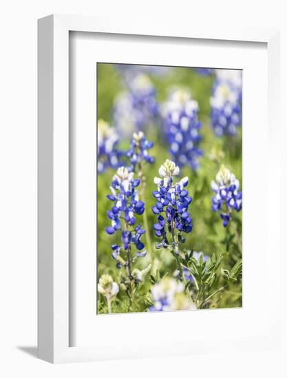 Johnson City, Texas, USA. Bluebonnet wildflowers in the Texas Hill Country.-Emily Wilson-Framed Photographic Print