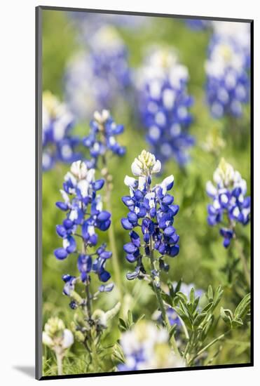 Johnson City, Texas, USA. Bluebonnet wildflowers in the Texas Hill Country.-Emily Wilson-Mounted Photographic Print