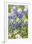 Johnson City, Texas, USA. Bluebonnet wildflowers in the Texas Hill Country.-Emily Wilson-Framed Photographic Print