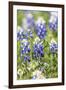 Johnson City, Texas, USA. Bluebonnet wildflowers in the Texas Hill Country.-Emily Wilson-Framed Photographic Print