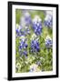 Johnson City, Texas, USA. Bluebonnet wildflowers in the Texas Hill Country.-Emily Wilson-Framed Photographic Print