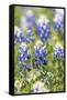 Johnson City, Texas, USA. Bluebonnet wildflowers in the Texas Hill Country.-Emily Wilson-Framed Stretched Canvas
