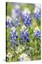 Johnson City, Texas, USA. Bluebonnet wildflowers in the Texas Hill Country.-Emily Wilson-Stretched Canvas