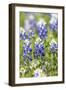 Johnson City, Texas, USA. Bluebonnet wildflowers in the Texas Hill Country.-Emily Wilson-Framed Premium Photographic Print