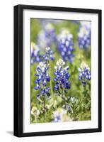 Johnson City, Texas, USA. Bluebonnet wildflowers in the Texas Hill Country.-Emily Wilson-Framed Premium Photographic Print