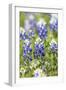 Johnson City, Texas, USA. Bluebonnet wildflowers in the Texas Hill Country.-Emily Wilson-Framed Premium Photographic Print