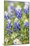 Johnson City, Texas, USA. Bluebonnet wildflowers in the Texas Hill Country.-Emily Wilson-Mounted Premium Photographic Print