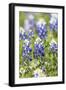 Johnson City, Texas, USA. Bluebonnet wildflowers in the Texas Hill Country.-Emily Wilson-Framed Photographic Print
