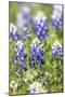 Johnson City, Texas, USA. Bluebonnet wildflowers in the Texas Hill Country.-Emily Wilson-Mounted Photographic Print