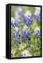 Johnson City, Texas, USA. Bluebonnet wildflowers in the Texas Hill Country.-Emily Wilson-Framed Stretched Canvas