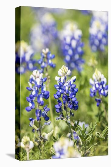 Johnson City, Texas, USA. Bluebonnet wildflowers in the Texas Hill Country.-Emily Wilson-Stretched Canvas