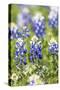 Johnson City, Texas, USA. Bluebonnet wildflowers in the Texas Hill Country.-Emily Wilson-Stretched Canvas