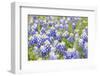 Johnson City, Texas, USA. Bluebonnet wildflowers in the Texas Hill Country.-Emily Wilson-Framed Photographic Print