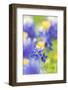 Johnson City, Texas, USA. Bluebonnet wildflowers in the Texas Hill Country.-Emily Wilson-Framed Photographic Print