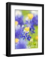 Johnson City, Texas, USA. Bluebonnet wildflowers in the Texas Hill Country.-Emily Wilson-Framed Photographic Print